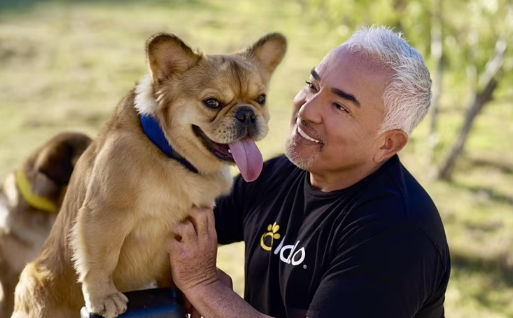 Halo Collar Reviews: Honest Insights, Real Experiences & Complete Buyer Guide